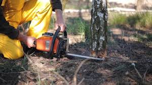 Best Emergency Tree Removal  in Two Harbors, MN