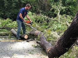 Best Tree Mulching  in Two Harbors, MN