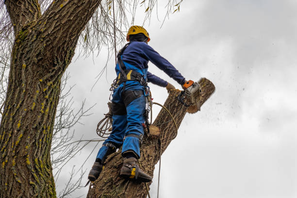 Best Palm Tree Trimming  in Two Harbors, MN