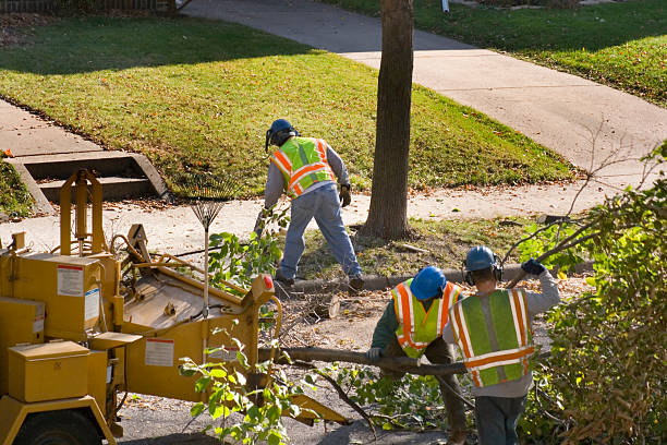 Best Leaf Removal  in Two Harbors, MN