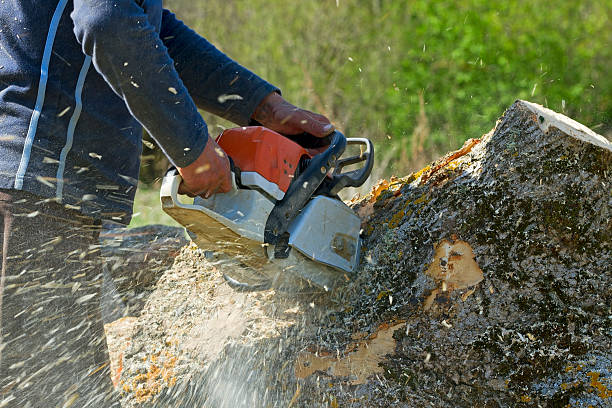 Best Storm Damage Tree Cleanup  in Two Harbors, MN