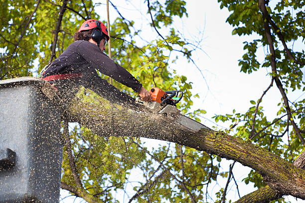 Best Hedge Trimming  in Two Harbors, MN